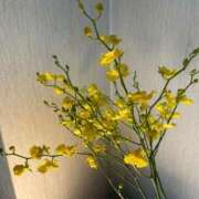 ヒメ日記 2025/05/28 21:24 投稿 月丘 光莉 30代40代50代と遊ぶなら博多人妻専科24時