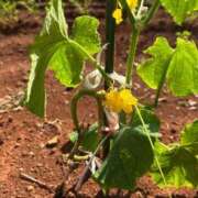 ヒメ日記 2025/07/01 22:27 投稿 月丘 光莉 30代40代50代と遊ぶなら博多人妻専科24時