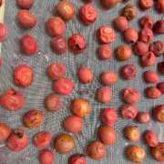 ヒメ日記 2025/07/13 22:17 投稿 月丘 光莉 30代40代50代と遊ぶなら博多人妻専科24時