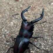 ヒメ日記 2025/10/26 19:03 投稿 月丘 光莉 30代40代50代と遊ぶなら博多人妻専科24時