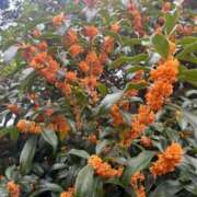 ヒメ日記 2025/11/01 08:57 投稿 月丘 光莉 30代40代50代と遊ぶなら博多人妻専科24時