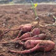 ヒメ日記 2025/11/14 22:13 投稿 月丘 光莉 30代40代50代と遊ぶなら博多人妻専科24時