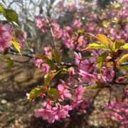 月丘 光莉 もう春ですね 30代40代50代と遊ぶなら博多人妻専科24時