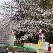 ヒメ日記 2025/04/01 08:32 投稿 なる アロー