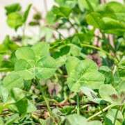 ヒメ日記 2025/06/30 18:07 投稿 べる ぼくらのデリヘルランドin春日部・久喜店