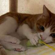 ヒメ日記 2025/08/03 12:56 投稿 べる ぼくらのデリヘルランドin久喜店