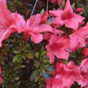 りお 次回は ミスミセス