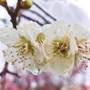 ヒメ日記 2025/03/03 09:27 投稿 ゆい ミスミセス