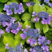 ゆい ゆいです♪ ミスミセス