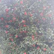 ヒメ日記 2025/03/12 17:37 投稿 あやか 出逢い