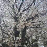 あやか サクラ🌸 出逢い