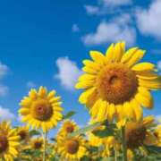 ヒメ日記 2025/07/04 09:47 投稿 りおん 出逢い