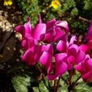 ヒメ日記 2024/12/20 22:14 投稿 ももか 出逢い