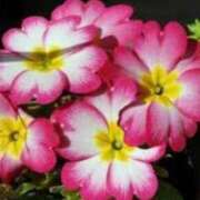 ヒメ日記 2025/01/14 21:25 投稿 ももか 出逢い