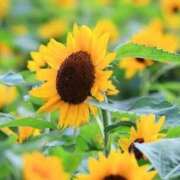 ヒメ日記 2025/07/15 19:37 投稿 ももか 出逢い