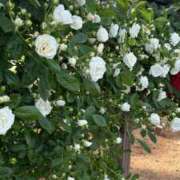 ヒメ日記 2025/02/28 10:27 投稿 れな 出逢い