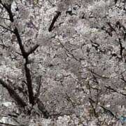 ヒメ日記 2025/04/05 13:33 投稿 新人とうこ☆業界未経験 セレブ パラダイス