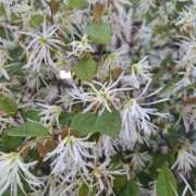 ヒメ日記 2025/04/07 08:33 投稿 新人とうこ☆業界未経験 セレブ パラダイス