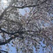 ヒメ日記 2025/04/16 07:12 投稿 おとは 町田人妻城