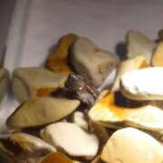 ヒメ日記 2025/08/18 20:25 投稿 りんたん 奥様特急　上野・鶯谷店