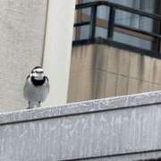 ヒメ日記 2025/01/18 13:04 投稿 バニスター 鶯谷デッドボール