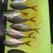 バニスター 久しぶりの日記です 鶯谷デッドボール