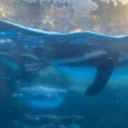 ヒメ日記 2026/01/07 20:44 投稿 笛口 熟女の風俗最終章 横浜本店