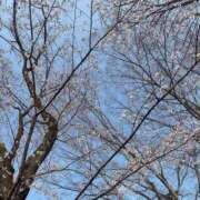 ヒメ日記 2026/04/09 13:39 投稿 吉岡マキノ ヴェルファーレーVELFARREー鹿児島