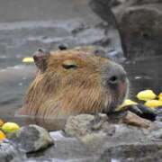 ヒメ日記 2024/12/22 20:37 投稿 西本 MadameRest(マダムレスト)