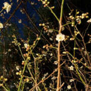 ヒメ日記 2025/01/21 21:31 投稿 西本 MadameRest(マダムレスト)