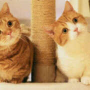 ヒメ日記 2025/02/12 09:18 投稿 西本 MadameRest(マダムレスト)