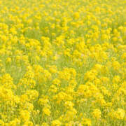 ヒメ日記 2025/03/22 11:42 投稿 西本 MadameRest(マダムレスト)