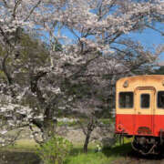 ヒメ日記 2025/04/08 09:15 投稿 西本 MadameRest(マダムレスト)