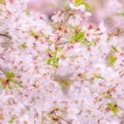 ヒメ日記 2025/04/13 06:29 投稿 西本 MadameRest(マダムレスト)