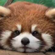 ヒメ日記 2025/04/21 07:26 投稿 西本 MadameRest(マダムレスト)