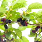 ヒメ日記 2025/05/18 19:01 投稿 西本 MadameRest(マダムレスト)