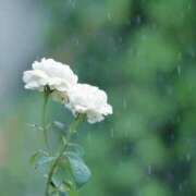 ヒメ日記 2025/05/23 05:54 投稿 西本 MadameRest(マダムレスト)