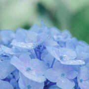 ヒメ日記 2025/06/26 07:16 投稿 西本 MadameRest(マダムレスト)