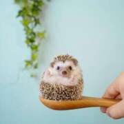 ヒメ日記 2025/07/29 05:42 投稿 西本 MadameRest(マダムレスト)