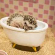 ヒメ日記 2025/08/04 21:25 投稿 西本 MadameRest(マダムレスト)