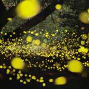 ヒメ日記 2025/08/11 21:54 投稿 西本 MadameRest(マダムレスト)