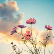 ヒメ日記 2025/09/27 17:08 投稿 西本 MadameRest(マダムレスト)