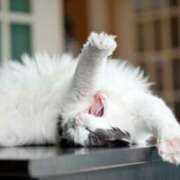 ヒメ日記 2025/09/29 05:52 投稿 西本 MadameRest(マダムレスト)