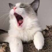 ヒメ日記 2025/10/04 05:53 投稿 西本 MadameRest(マダムレスト)