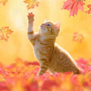 ヒメ日記 2025/11/07 05:57 投稿 西本 MadameRest(マダムレスト)