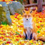 ヒメ日記 2025/11/09 06:33 投稿 西本 MadameRest(マダムレスト)