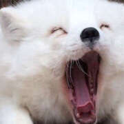 ヒメ日記 2025/12/01 06:11 投稿 西本 MadameRest(マダムレスト)