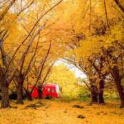 ヒメ日記 2025/12/01 08:50 投稿 西本 MadameRest(マダムレスト)