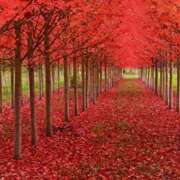 ヒメ日記 2025/12/04 06:04 投稿 西本 MadameRest(マダムレスト)