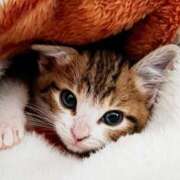 ヒメ日記 2025/12/07 05:58 投稿 西本 MadameRest(マダムレスト)